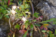 Potentilla caulescens