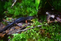 Plethodon cheoah