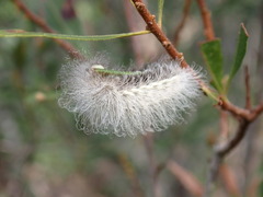 Megalopyge pyxidifera