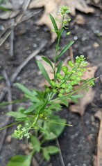 Lepidium virginicum