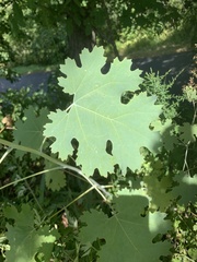 Macleaya