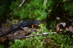 Plethodon cheoah