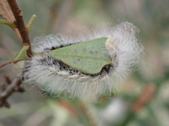Megalopyge pyxidifera
