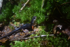 Plethodon cheoah