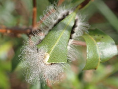 Megalopyge pyxidifera