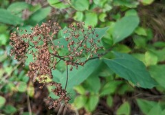 Spiraea corymbosa