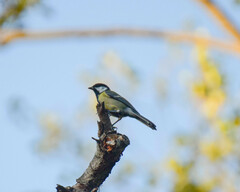 Parus major