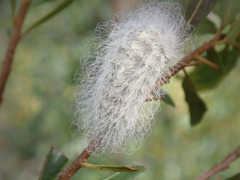 Megalopyge pyxidifera