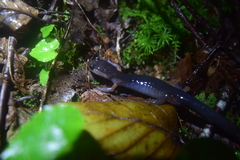 Plethodon cheoah