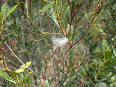 Megalopyge pyxidifera