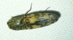 Pherhimius fascicularis