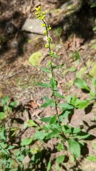 Solidago caesia