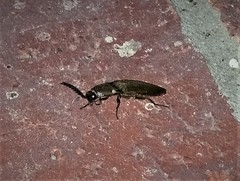 Deilelater physoderus