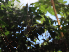 Dioscorea polygonoides