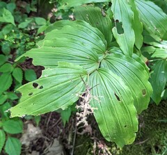 Maianthemum racemosum