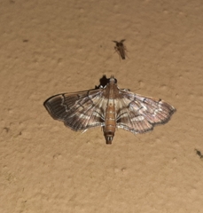 Salbia cassidalis
