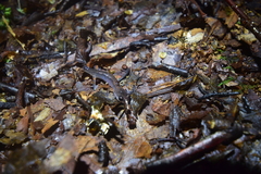 Plethodon cheoah
