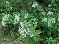 Eupatorium sessilifolium