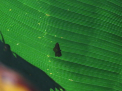 Polygrammodes eleuata