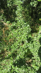 Condalia buxifolia