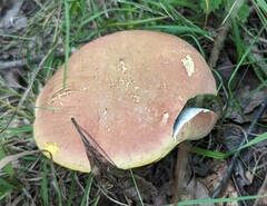 Baorangia bicolor