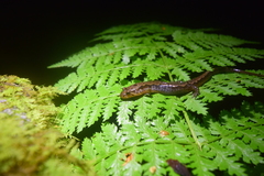Desmognathus ocoee