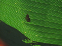 Polygrammodes eleuata