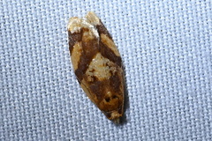 Argyrotaenia amatana