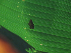 Polygrammodes eleuata