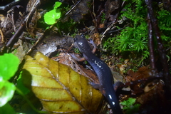 Plethodon cheoah