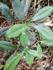 Esenbeckia grandiflora