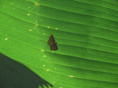 Polygrammodes eleuata