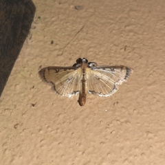 Goniorhynchus salaconalis