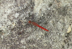 Brachymesia