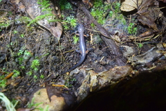 Plethodon cheoah