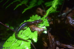 Desmognathus ocoee