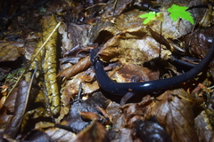 Plethodon cheoah