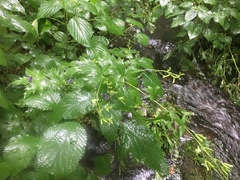 Aconitum noveboracense