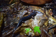 Plethodon cheoah