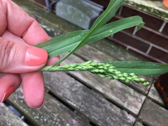 Panicum miliaceum