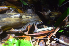 Desmognathus amphileucus