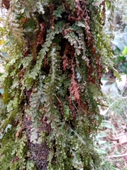 Trichomanes polypodioides