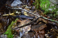 Plethodon cheoah