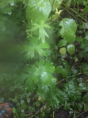 Aconitum noveboracense