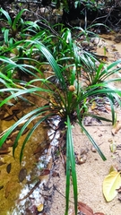 Thurnia sphaerocephala