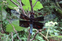 Thermorthemis madagascariensis
