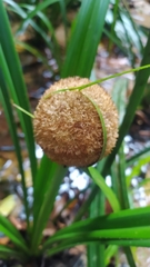 Thurnia sphaerocephala