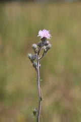 Cirsium brachycephalum
