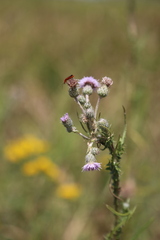 Cirsium brachycephalum
