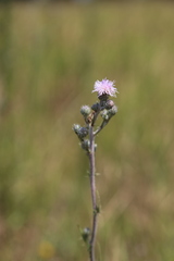Cirsium brachycephalum